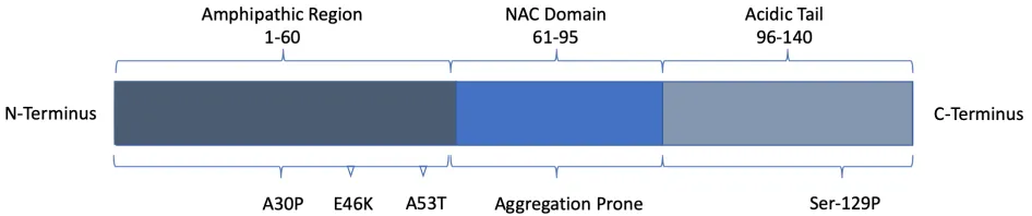Figure 2: Structural representation of the protein Alpha-Synuclein (aSyn).  