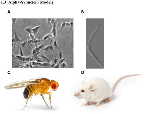 Figure 3: Model systems to study aSyn. A Microscopic image of differentiated SH-SY5Y cells (49)