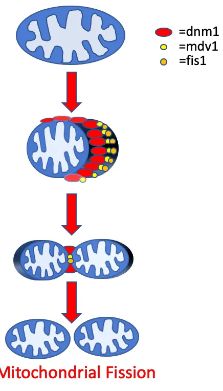 Figure 5: Schematic displaying some of the key proteins involved in mitochondrial 