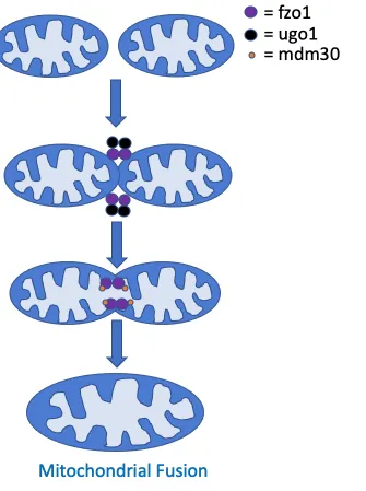 Figure 6: Schematic displaying some of the key proteins involved in mitochondrial 