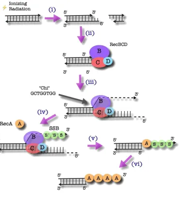 Figure 1.2: The Initiation of HR by the RecBCD Complex in E. coli 