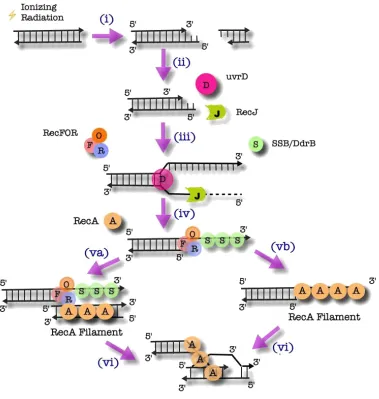 Figure 1.3: The Initiation of HR by the RecFOR Complex in D. radiodurans 