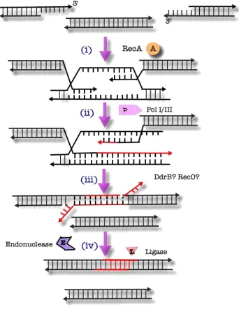 Figure 1.5: Synthesis Along a Bridging Element 