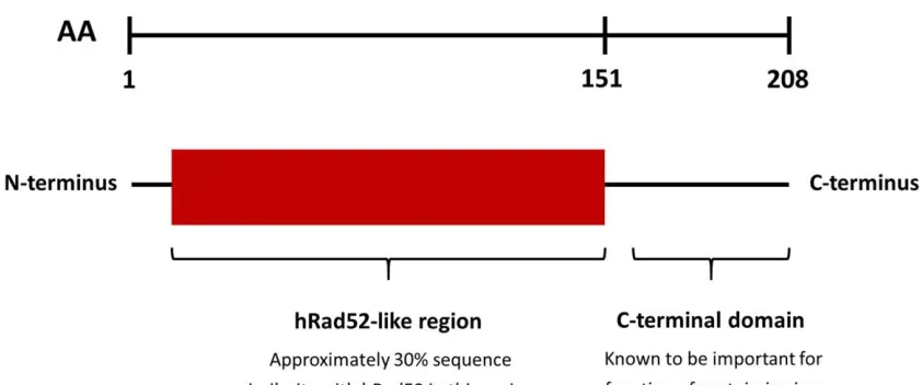 Figure 1.6: Domain Organization of DdrA. The first 151 residues of DdrA constitute a 
