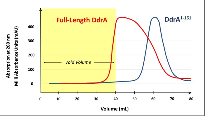 Figure 2.2: Analysis of Quaternary Structure of DdrA by SEC. Full-length DdrA eluted 