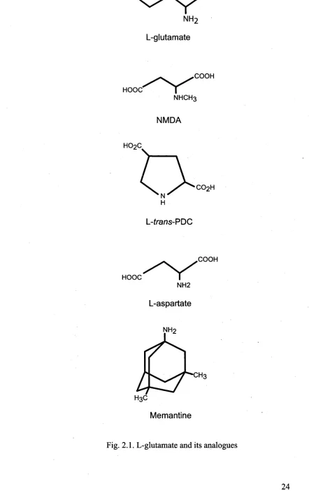 Fig. 2.1. L-glutamate and its analogues