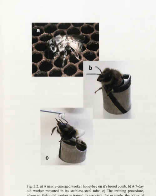 Fig. 2.2. a) A newly-emerged worker honeybee on it's brood comb, b) A 7-day old worker mounted in its stainless-steel tube, c) The training procedure, 