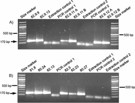Figure 2.  (A) & (B), PCR products from animal and human samples, amplified with the 12Sa′/o primer pairs showing the expected size of 170 bp