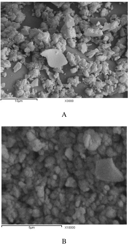 Figure 2.  SEM image of the S1 sample with different magnifications. 