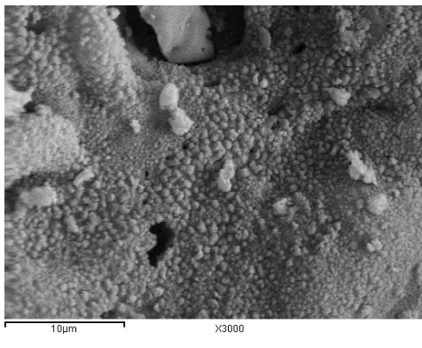 Figure 3. SEM image of the S2 sample with different magnifications.  