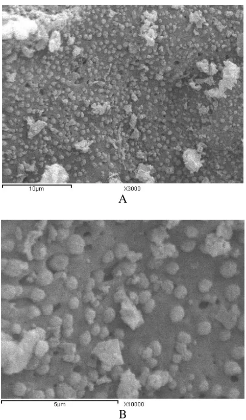 Figure 4. SEM image of the S3 sample with different magnifications.  