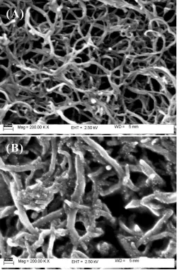 Figure 2.  FE-SEM image of a (A) f-CNT film and (B) GNP-f-CNT film on GCE surface. 