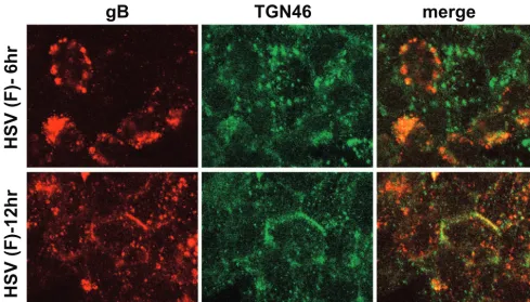 FIG. 10. Subcellular distribution of cellular proteins CPD, M6PR, and LAMP1 in HSV-infected HEC-1A cells