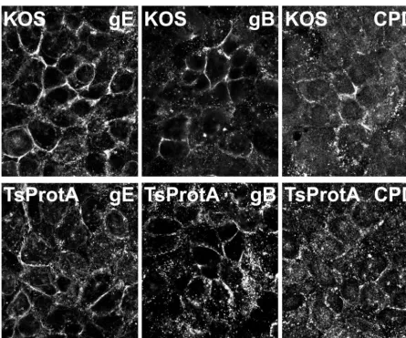 FIG. 12. Redistribution of gE/gI, gB, and TGN46 to cell junction in HaCaT keratinocytes