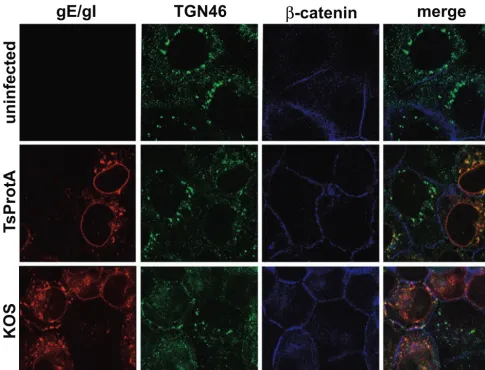 FIG. 4 and 5. Redistribution of gE/gI and TGN46 to cell junctions in the absence of cytoplasmic capsids