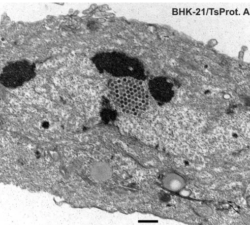 FIG. 7 and 8. Nuclear capsids and cell surface L particles in TsProt.A-infected BHK-21 cells