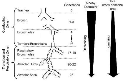 Figure 1-2: Idealized human airway generation diagram.  Adapted from Respiratory Physiology: The Essentials 10th edition.11