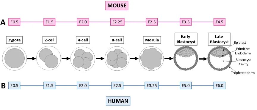 Figure 1. Preimplantation embryo development in the mouse (A) and human (B). 