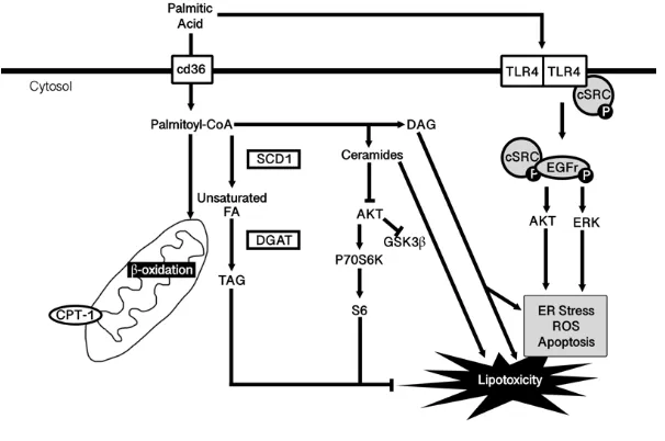 Figure 3. Mechanisms through which palmitic acid mediates its effects. 