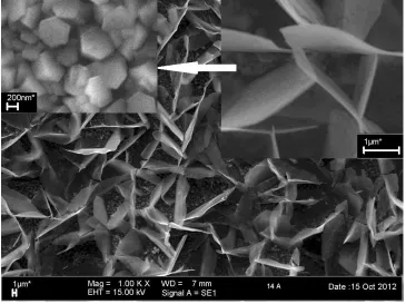 Figure 1. The morphology of the ZnO film produced at a cathodic voltage of -2.2 V. The bottom area shows the total area, the upper right-hand side shows the 2D plate-like structure (the bar length represents 1 micron), and the upper left-hand side shows the hexagonal particles (the bar length 