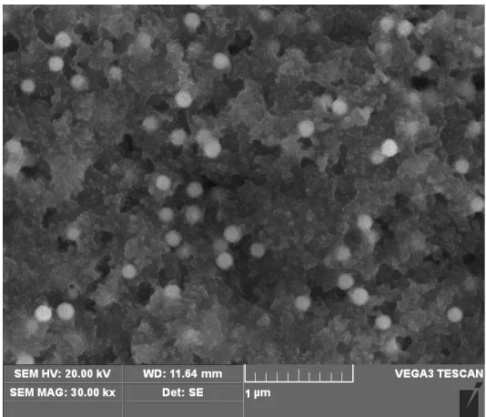 Figure 1.  SEM micrograph of the PDA-nanogold composites film  