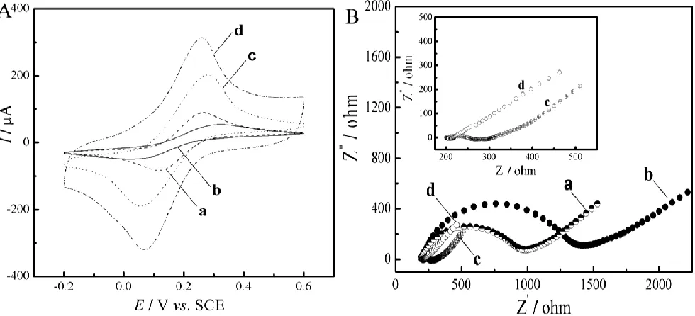Figure 2.  (A) Cyclic voltammograms of (a) bare GCE、(b) β-CD/GCE、(c) β-CD-SWCNT/GCE and (d) PEDOT/β-CD-SWCNT/GCE in 5.0 mM Fe(CN)63-/4- (1:1) containing 0.1 M KCl