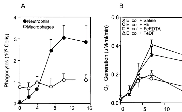 FIG. 6. Effects of Hb and iron chelates on lipid peroxidation (A) and viability (B) of peritoneal phagocytes during E