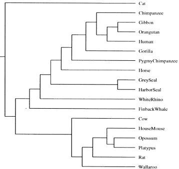 Figure 2.7: This is an example of phylogenetic tree built by complete mtDNA sequences usingfrequency of k-mers [13].