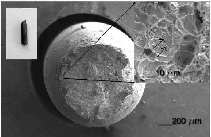 Figure 7.  Steel SSRT transversal specimen fractured in NS-4 solution 