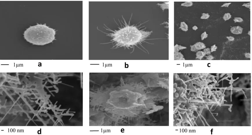 Figure 3 . (a-e) Process of formation of ZnO flower-like multisheets      f) dendrites in different planes