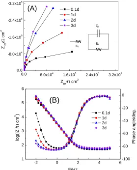 Figure 1. EIS plots of the passive film/carbon steel system at different time in saturated Ca(OH)2 solution with 2% triethanolamine.(A) Nyquist plots;(B)Bode plots