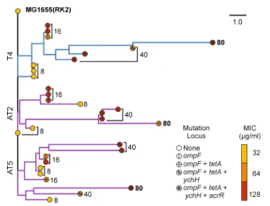 Fig. 1 Phylogeny of sequenced clones isolated from populations T4, AT2 and AT5 rooted 