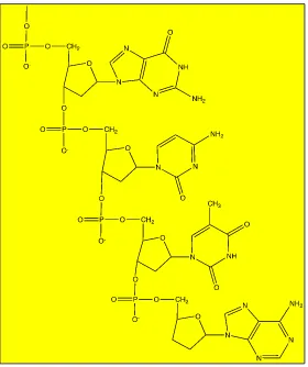 Figure 2.4: The Structure of Bases in a and b 