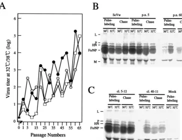 FIG. 5. Temperature sensitivity of viruses derived from cells persistently infected with SeV