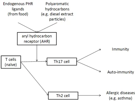 Figure 3.2  Role of the AHR receptor and activation by environmental pollutants in autoimmune and allergic immune diseases  