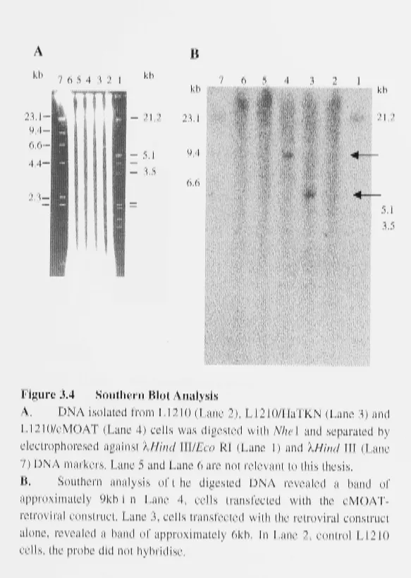 Figure 3.4 Southern Blot Analysis A. DNA isolated fro1n L1210 (Lane 2), L1210/HaTKN (Lane 3) and 