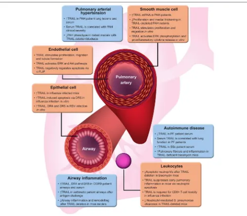 FIGURE 1 | TRAIL functions in lung disease. A brief summary of evidence for the varied roles of TRAIL in different lung diseases.signal-regulated kinase; PAH, pulmonary arterial hypertension; PF, pulmonary ﬁbrosis; RSV, respiratory syncytial virus; SSc, sy