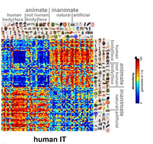 Figure 1.2: Category and domain level organization of representational space in the 