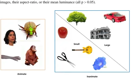 Figure 2.1: Stimuli from 12 different object categories, separated by animacy and 