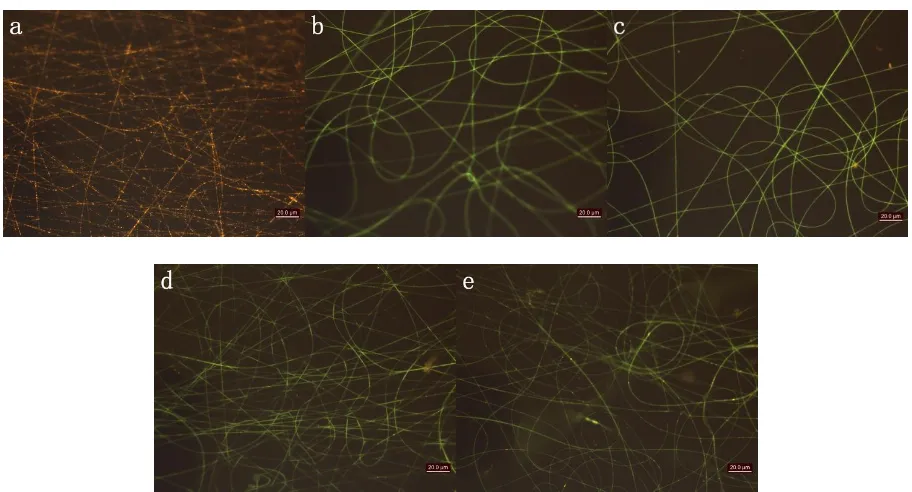 Figure 8.  The fluorescence photos of composite nanofibers: (a) PVA/CdTe(4 wt%), (b) PPV precursor/PVA/CdTe(2 wt%), (c) PPV precursor/PVA/CdTe(3 wt%), (d) PPV precursor/ PVA/CdTe(4 wt%) and (e) PPV precursor/PVA/CdTe(6 wt%)