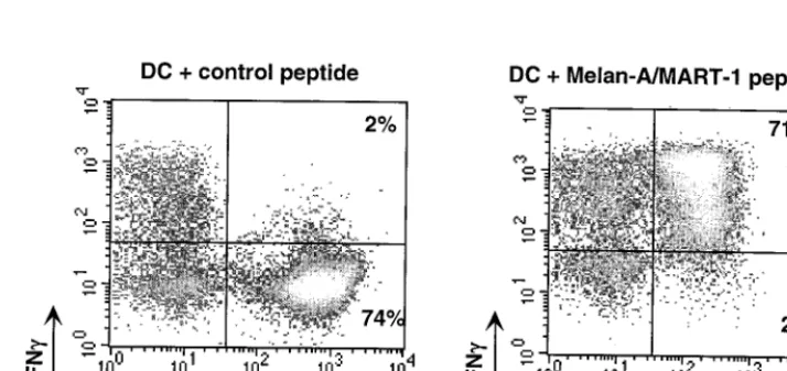 FIG. 1. Melan-A/MART-1-speciﬁc IFN-�ELISPOT assay. A T-cell population containing Melan-A-MART-1-speciﬁcCTL was incubated with unpulsed or Melan-A/MART-1-pulsed dendritic cells(DC) in a 96-well plate precoated with anti-IFN-cells were revealed after 20 h o