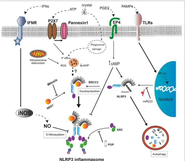 FiGuRe 2 | Regulatory mechanisms of NLRP3 inflammasome assembly. The expression levels of NLRP3 are regulated by miR-223 in basal conditions but  can be upregulated after cell recognition of pathogen-associated molecular patterns that induce NF- κB signali