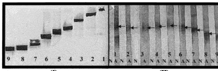 FIG. 1. (I) Gel-puriﬁed and concentrated M. tuberculosissequencing. (II) These protein antigens were blotted onto nitrocellulose membranes and immunoscreened against pooled normal (N) and active-TB (A) sera, protein antigens (1, 2, 3, 4, 5, 6, 7, 8, and 9)