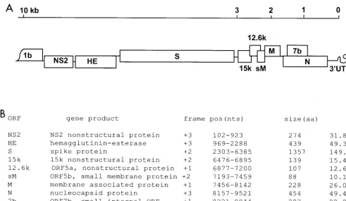 FIG. 2. Intergenic consensus transcription signals for SDAV. The putative intergenic consensus sequences are indicated as boldface characters, and the ﬁrst AUGmethionine codon for the ORF following the intergenic consensus promoter sequence is underlined