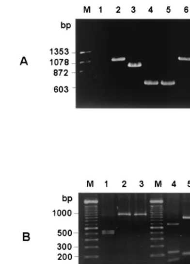 FIG. 4. (A) Differential ampliﬁcations of the hypervariable region of rodentcoronaviruses