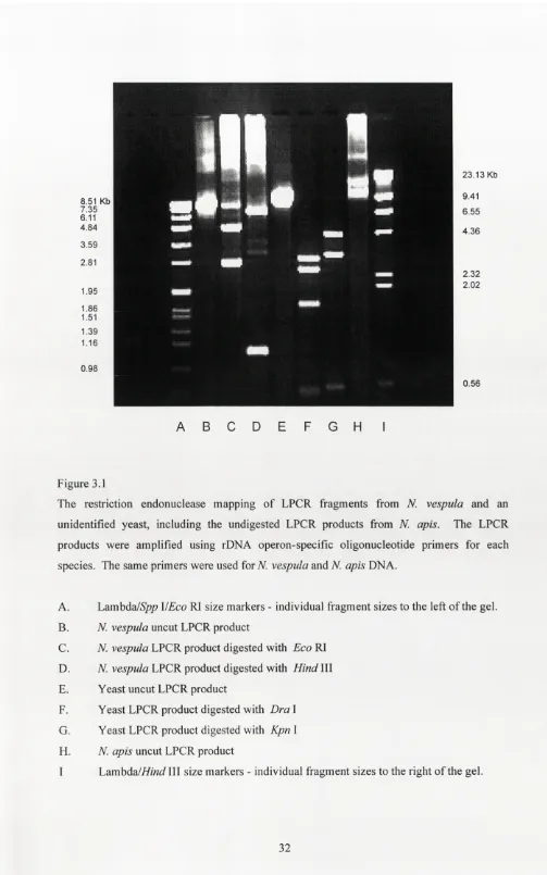 Figure 3.1The restriction endonuclease mapping of LPCR fragments from N. vespula and an 