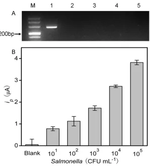 Figure 6.  (A) Gel electrophoresis photos of 500 bp size maker (M), and PCR products of 108 (1), 101(2), 102 (3), 103 (4), 104 (5) CFU mL-1 Salmonella