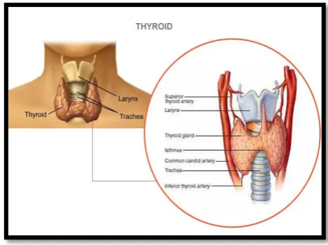 Fig -1: Thyroid Gland 