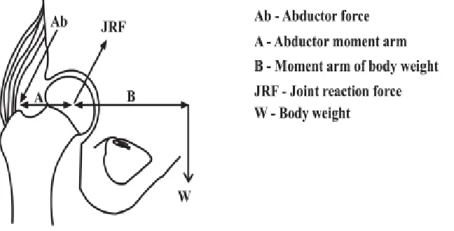 Figure 1-3 - Free body diagram of the joint reactive force (JRF) in the hip created 