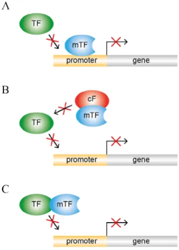 Figure 1.2: Dominant-negative interference. 